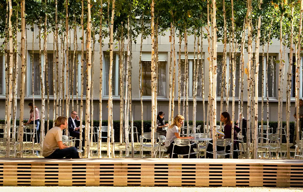 people-dining-outdoors-near-tall-trees-in-an-urban-setting