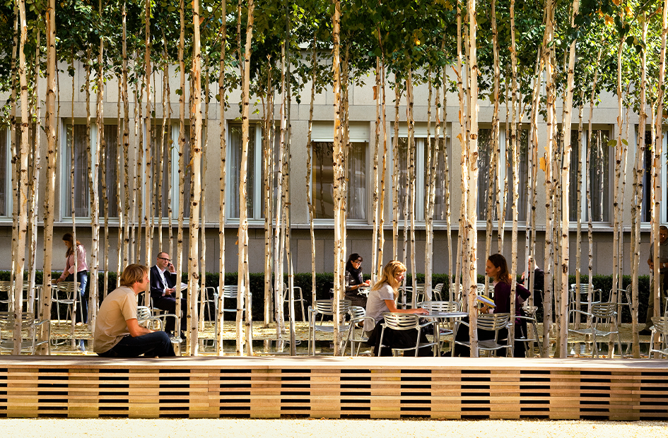 people-dining-outdoors-near-tall-trees-in-an-urban-setting