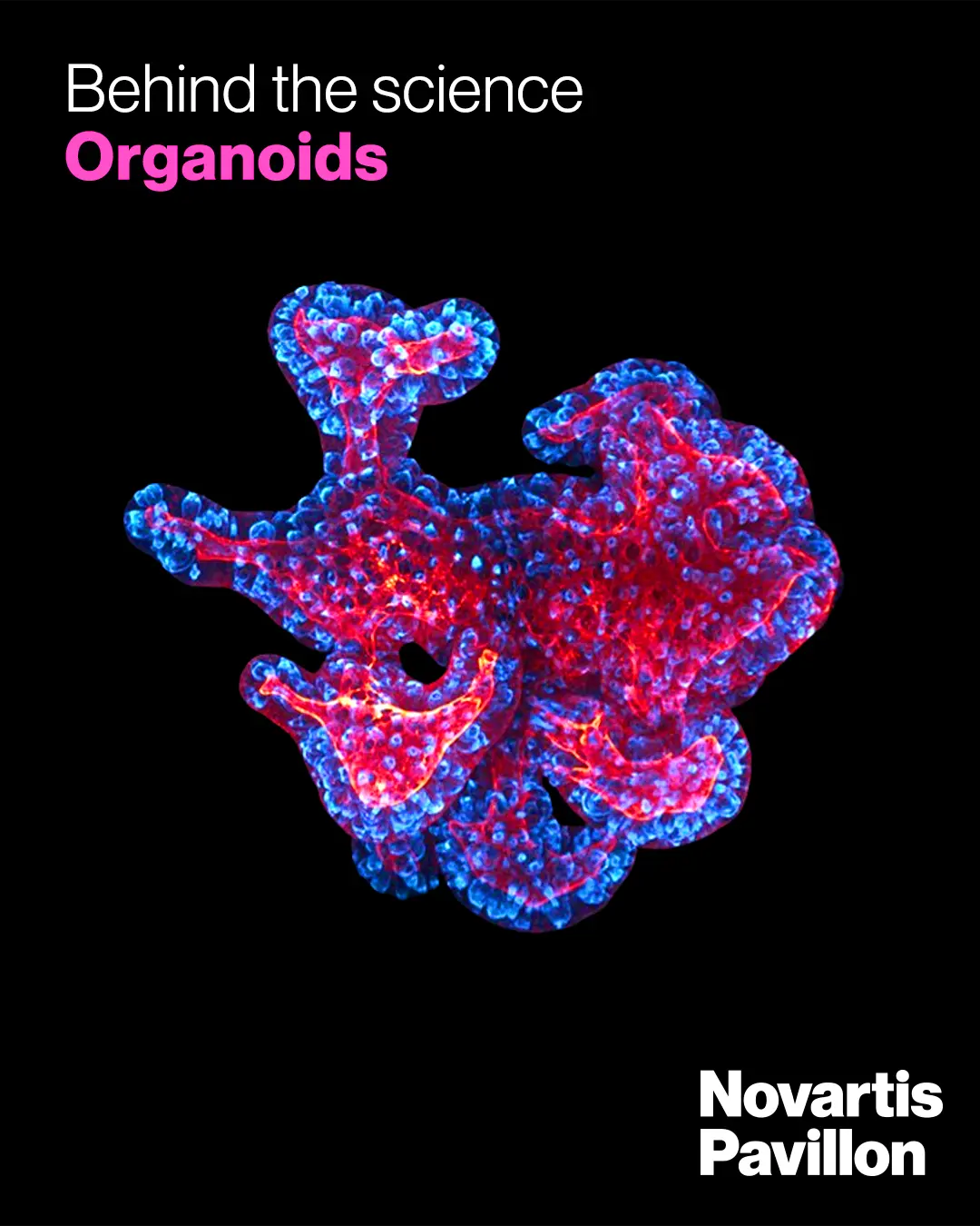 title-behind-the-science-organoids