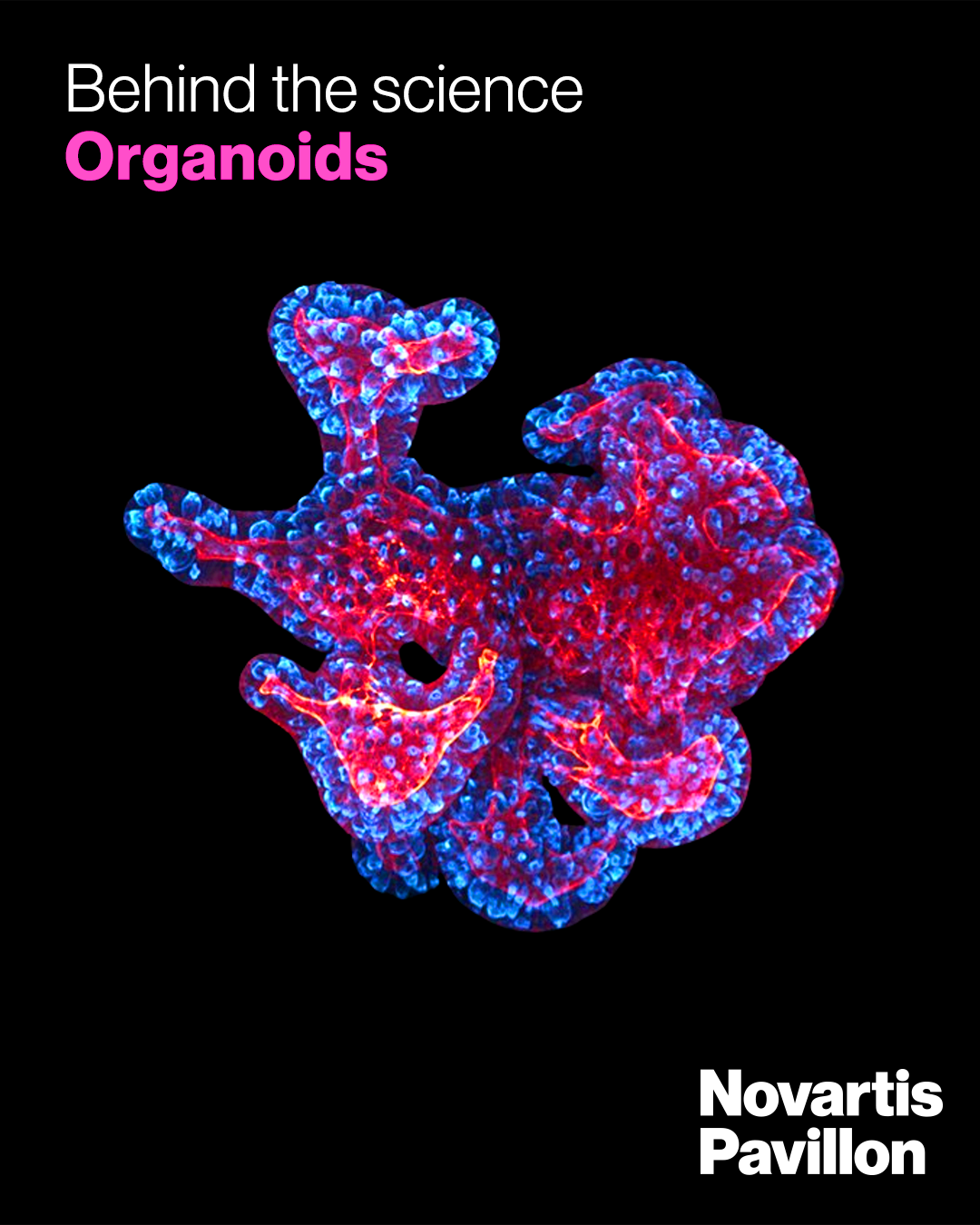 title-behind-the-science-organoids