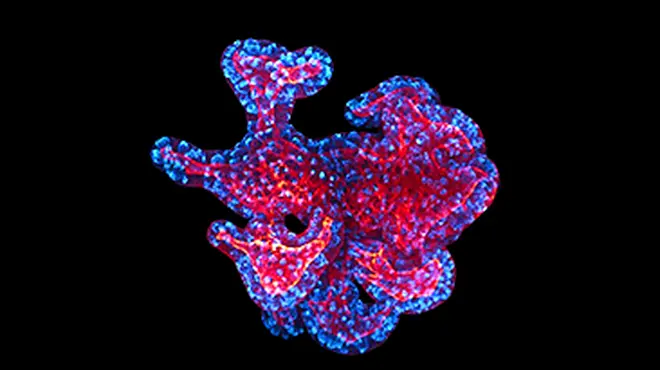 title-behind-the-science-organoids